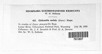 Anthracoidea caricis image